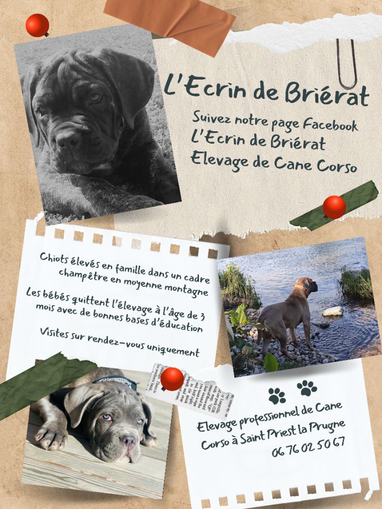 De L'Ecrin De Briérat - Journée au Mystic Dog Center le 12 novembre 2023