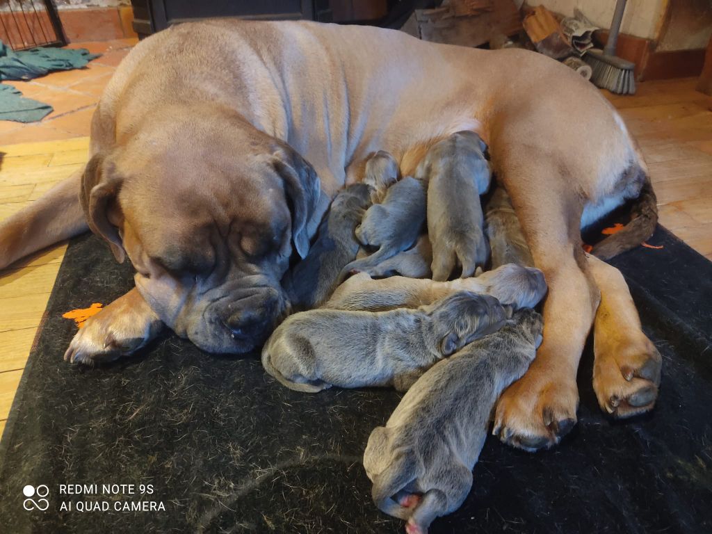 chiot Cane Corso De L'Ecrin De Briérat