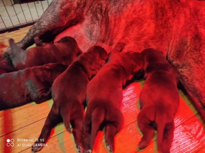 De L'Ecrin De Briérat - Cane Corso - Portée née le 26/02/2022