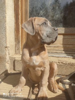 TCHOUPI DE L'ECRIN DE BRIERAT